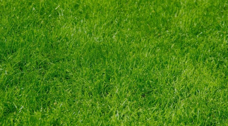 Synthetic Grass Gardens: 4 Tips and Facts for Future Owners