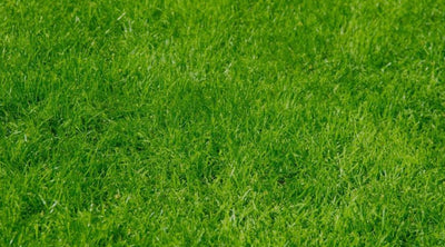 Synthetic Grass Maintenance and Installation: A Complete Guide